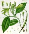 Flor de Vainilla.jpg